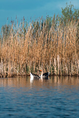 wild seagulls and ducks in Holland