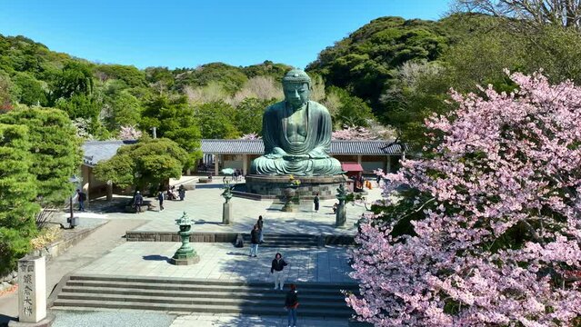 aerial view of Great Buddha statue in Kamakura, Japan, Japanese Giant Buddha in springtime with sakura in bloom, a large statue of Buddha with cherry tree in bloom