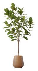 PNG White cabinet furniture plant wall. 