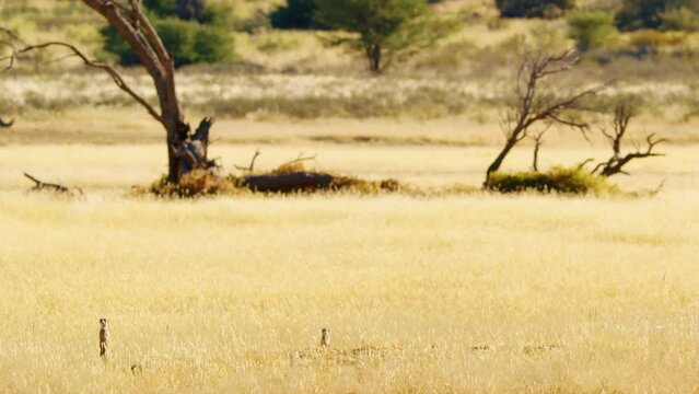 Meerkat or suricate (Suricata suricatta) at Savanah of Botswana, South Africa.