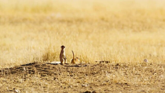 Two cute funny baby meerkats that can't keep their eyes open while sitting and fall over,Botswana. Wildlife in Africa.