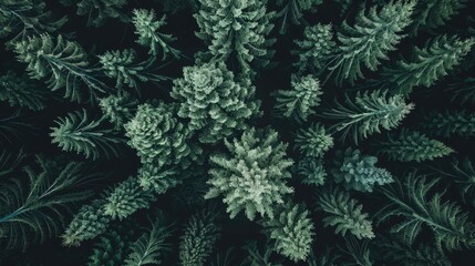 Top down perspective of a forest seen from above