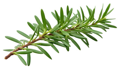 Obraz premium PNG Plant tree fir freshness. 