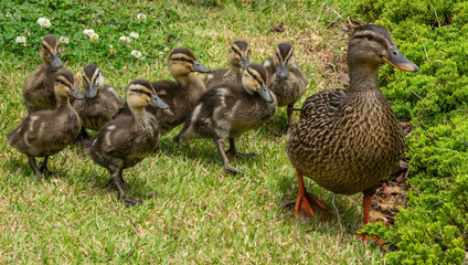 Mallard Ducklings with Mother Duck