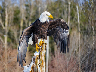 Majestic bald eagle perched on a rotten old tree with wing spread  
