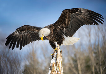 Majestic bald eagle perched on a rotten old tree with wing spread against blue sky