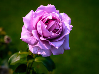 Fragrant purple rose in Full Bloom in the garden