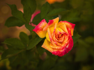 red and yellow rose blooming in the summer garden, selective focus