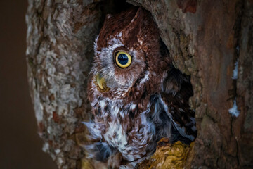 Western Screech Owl looking out of a tree hole