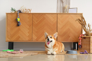 Cute Corgi dog with different pet accessories and bowl for food lying at home