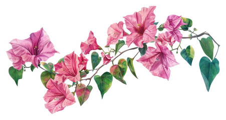 PNG Bougainvillea bougainvillea blossom drawing.