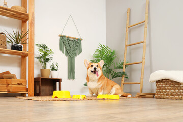 Cute Corgi dog with different bowls for food at home - obrazy, fototapety, plakaty