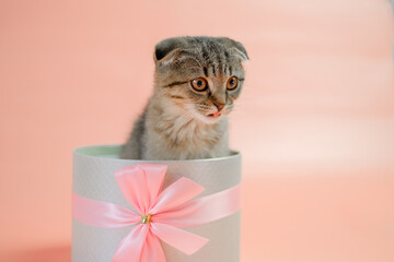 Cat surprise in a gift box.Scottish fold kitten.Adorable pet inside a circular gift box.kitten nestled in a gift box, adorned with a bow, against a pink backdrop. Striped fluffy kitten in a gray box. - 787603227