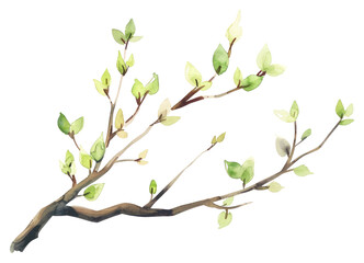 PNG Tree branch watercolor blossom plant leaf.