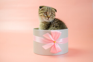 Cat surprise. Kitten in a gift box.Scottish fold kitten.Adorable pet inside a circular gift box.kitten nestled in a gift box, adorned with a bow, against a pink backdrop. Striped fluffy kitten in a