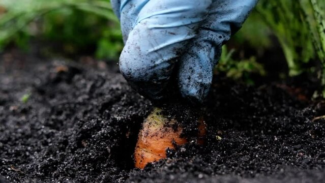 Close up on a woman's hand in a protective glove pulls carrot out of the garden. Gardening and harvesting concept.