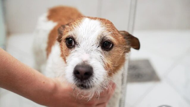 Soapy scrub, Dog bath day. Gentle hands massage shampoo into a Jack Russell Terrier coat during a refreshing bath, with care and attention to cleanliness