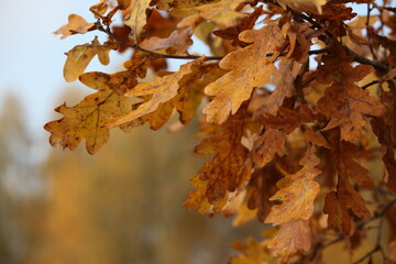 autumn oak leaves