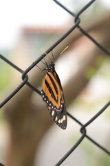 Monarch Butterfly on fence - obrazy, fototapety, plakaty
