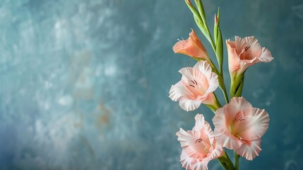 Beautiful bud of pale pink gladiolus on blue background closeup  ,Generative ai, 