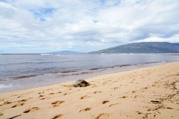 Hawaiian Green Sea Turtle