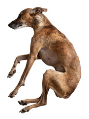 Greyhound dog, sleeping, top view, isolated, clipping path, cute