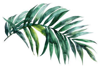 PNG Palm leaves backgrounds plant leaf.