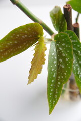 Foliage of Begonia 