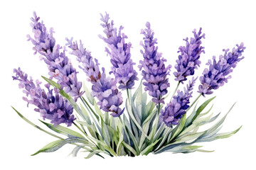 Fototapeta premium PNG Lavender lavender blossom flower. 