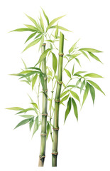 PNG  A bamboo plant white background freshness.