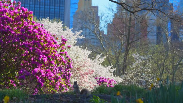NEW YORK, NEW YORK USA &ndash; APRIL 7, 2024: Spring blossoms bloom which are Azalea, Magnolia and Yoshino Cherry in Central Park beside the Midtown Manhattan skyscraper in New York City.