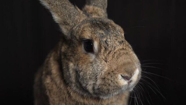 Portrait of a brown pet rabbit