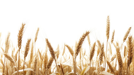 PNG Wheat landscape wheat agriculture backgrounds.
