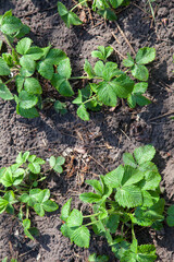 Young leaves of strawberry bush in the garden at spring time..