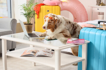 Cute Australian Shepherd dog with laptop and passport on table in bedroom. Travel concept