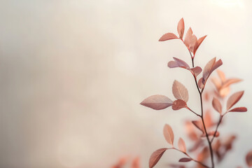 Delicate red leaves basking in soft daylight against a pale backdrop