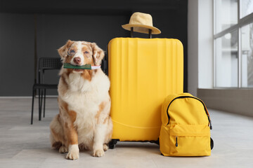Cute Australian Shepherd dog in eyeglasses with passport at airport