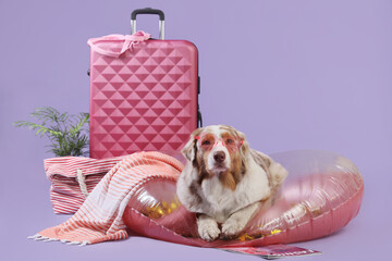 Cute Australian Shepherd dog with suitcase lying on swim ring against lilac background. Travel...