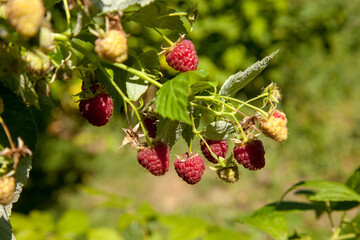 Ripe and unripe raspberry in the fruit garden. Growing natural bush of raspberry. Branch of raspberry in sunlight.