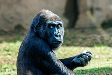 Gorilla