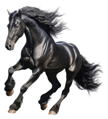 PNG Galloping black horse stallion mammal animal.