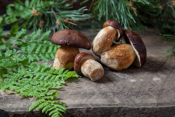 Several Imleria Badia or Boletus badius mushrooms commonly known as the bay bolete on vintage wooden background..