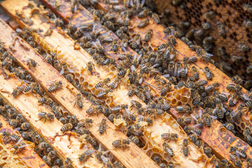 Open hive showing the bees swarming on a honeycomb..