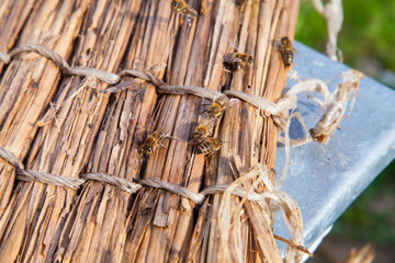 Bees swarming on vintage reed background..