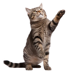 PNG Mammal animal kitten pet. AI generated Image by rawpixel.