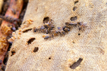 Bees swarming on vintage textile background..