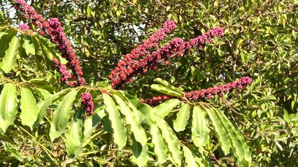 Schefflera actinophylla is a tree in the family Araliaceae. Common names include Australia umbrella tree, Queensland umbrella tree, octopus tree and amate.