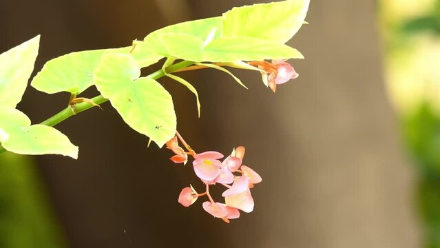 Begonia corallina Carriere Lucerna