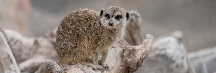 Meerkat on a tree branch, stock photo