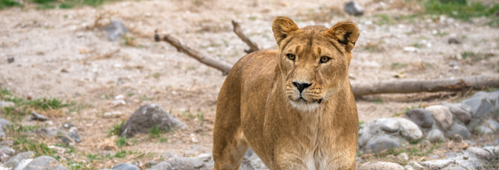 Obraz premium Lioness in all her beauty in nature, stock image